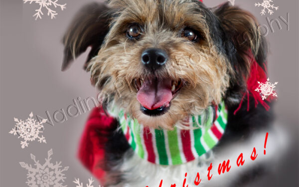 Christmas Greeting Card with a Dog