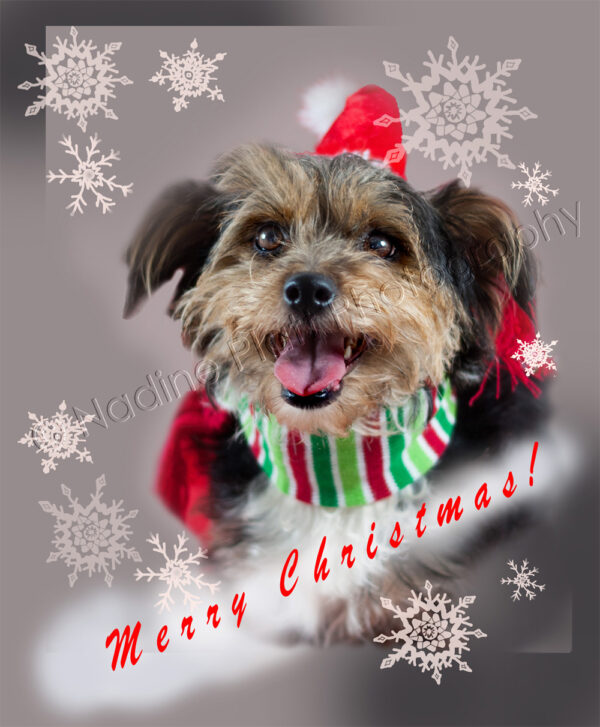 Christmas Greeting Card with a Dog